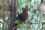 Philippine cuckoo-dove