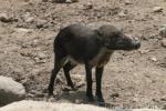 Visayan warty pig