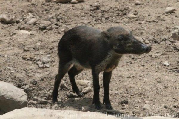 Visayan warty pig