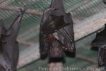 Island flying-fox