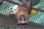 Little golden-mantled flying-fox