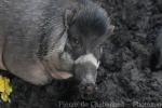 Visayan warty pig