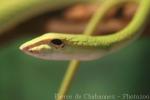 Asian vine snake