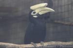 Palawan hornbill