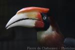 Southern rufous hornbill