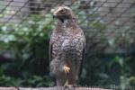 Grey-faced buzzard