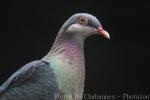 Metallic pigeon