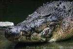 Saltwater crocodile