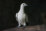 Pied imperial-pigeon