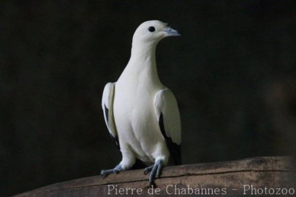 Pied imperial-pigeon