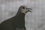 Pink-bellied imperial-pigeon