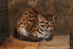 Sunda (Visayan) leopard-cat