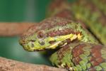 Philippine pitviper