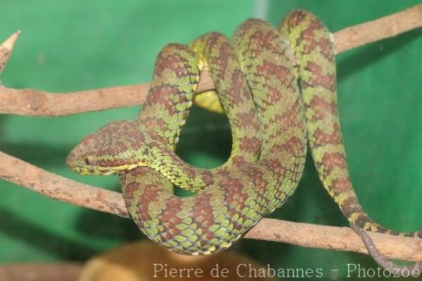 Philippine pitviper