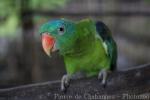 Blue-naped parrot