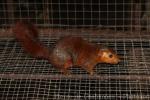 Southern Palawan tree squirrel