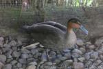 Philippine duck