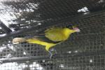 Black-naped oriole