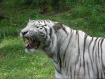 Mainland (White) tiger