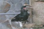 Trumpeter hornbill