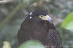 Crested serpent-eagle