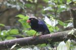 Taiwan blue magpie