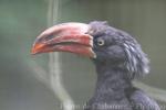 Crowned hornbill