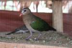 Emerald dove