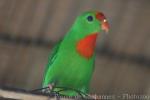 Philippine hanging-parrot