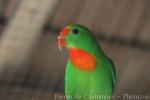 Philippine hanging-parrot