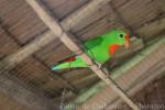 Philippine hanging-parrot