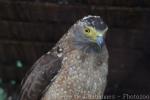 Philippine serpent-eagle