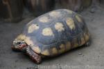 Red-footed tortoise