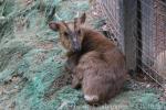 Reeves's muntjac