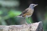 Eyebrowed thrush