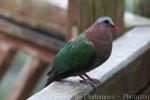 Emerald dove