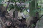 Pied imperial-pigeon