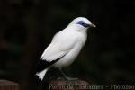 Bali myna