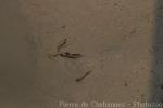 Great blue-spotted mudskipper