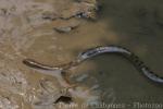 Bennett's mud snake