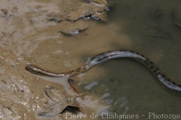 Bennett's mud snake