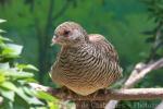 Golden pheasant