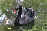 Black swan