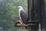 White-bellied sea-eagle