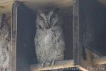 Formosan collared scops-owl