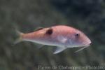 Sidespot goatfish