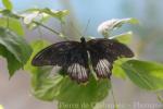 Scarlet mormon