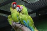 Great green macaw