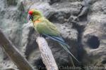 Red-fronted macaw