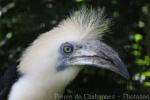 White-crowned hornbill